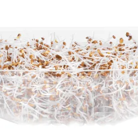 Микрозелень люцерны, 30 г